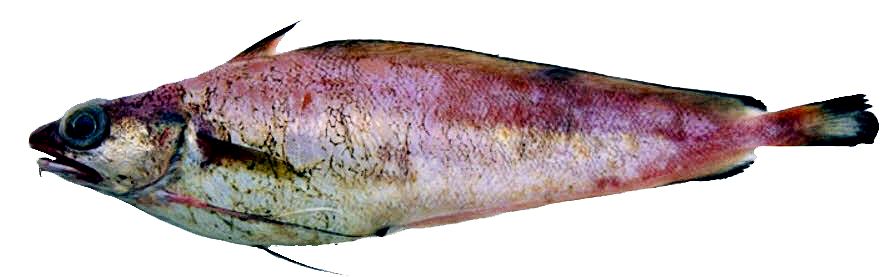 Phycis blenoides_1199